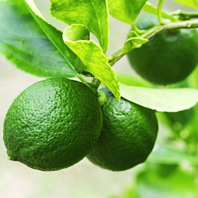 تصویر 4 از لیمو ترش سبز خوش‌ طعم و پرآب برای مصارف روزانه